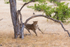 Cheetah Tree 5