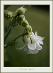 Aquilegia vulgaris 3