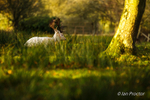 Fallow Deer - Time to rest!