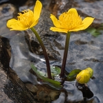 Marsh marigold or Kingcup (Caltha palustris)