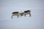 Reindeer 13