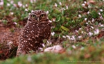 FLB053: Burrowing owl