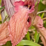 Scarce Serapias (Serapias neglecta)