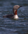 RED THROATED DIVER 3