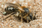 Andrena barbilabris (f)