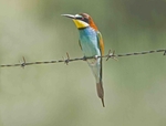 European Bee Eater
