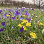 Gargano pansy (Viola heterophylla ssp. graeca)