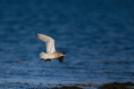 Curlew