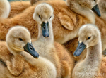 Cygnet Ring