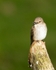 20110615-IMG_5912