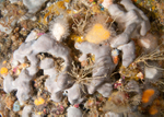 A mulitude of life forms on wall reef 1