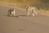 Vervet Monkeys - Krüger NP, South Africa