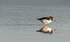 Oyster Catcher