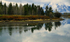 Pelicans on the Snake River