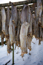 Dried Cod