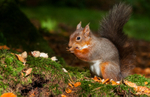 Red squirrel
