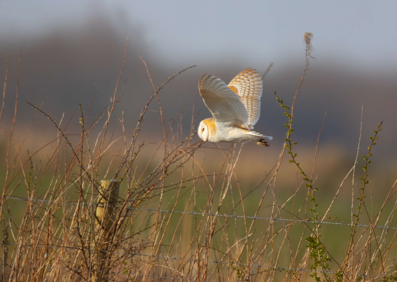 Barn Owl - Lunt Meadows nature reserve - Thornton - Liverpool
