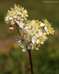 Dropwort