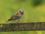 Turtle Dove portfolio
