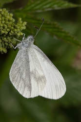 Wood White