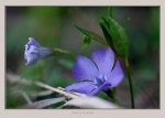 Vinca minor