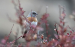 Robin Accentor