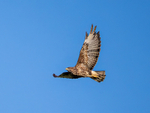 Common Buzzard