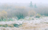 FIRST SNOW - BANFF
