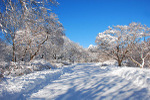Tree Shadows in Snow