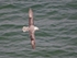 Fulmar