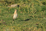 Isabelline Wheatear