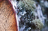 Tree - 0421