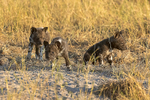 Wild Dog Pups