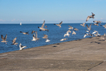 ACP_6582-1