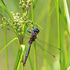 Brush-tipped Emerald (male)
