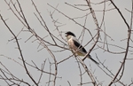 Lesser Grey Shrike