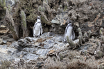Humboldt Penguins & cactus plants, Chile