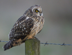 SHORT EARED OWL / REF SEO 28
