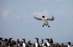 Guillemot