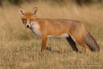 Red Fox adult