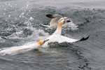 Gannets 2
