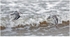 Sanderlings Flying