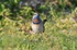Red-spotted Bluethroat