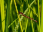 Large Red Damselfly
