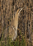 Bittern in classic position on the edge of the reeds