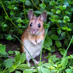 Wood Mouse in the Herb Garden