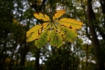 Leaf in the Sun 01 C