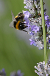 Insect_ 038