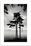 04140503 - Marble Bay Pine Forest