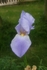 Iris 1007